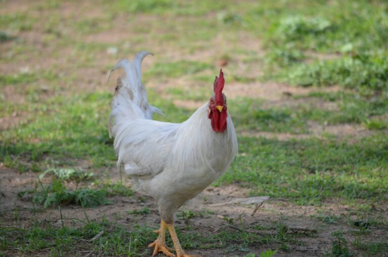 Quanto vive una gallina Livornese: longevità, fattori chiave e confronto con altre razze