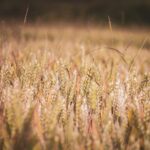 Grano duro, Confagricoltura propone un fondo straordinario per salvare il comparto