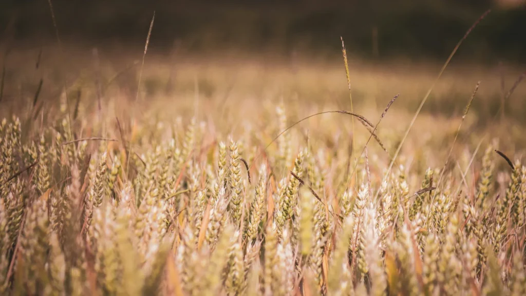 Grano tenero, luglio 2026: prezzi in rialzo per il blocco del Mar Nero