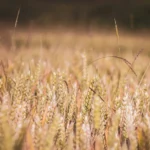 Grano tenero, luglio 2026: prezzi in rialzo per il blocco del Mar Nero