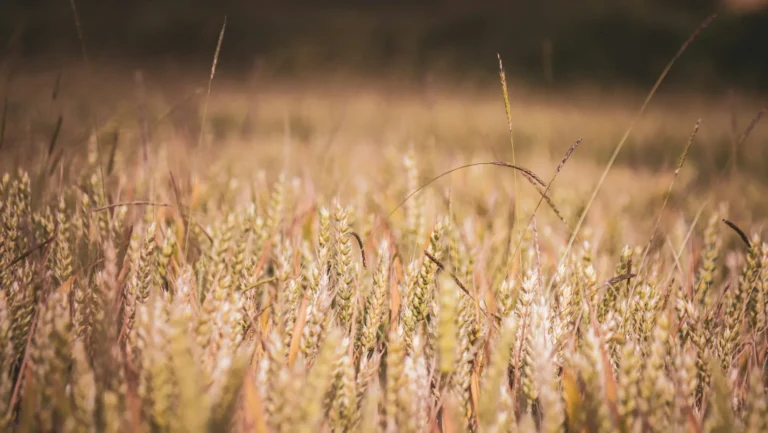 Grano tenero, luglio 2026: prezzi in rialzo per il blocco del Mar Nero