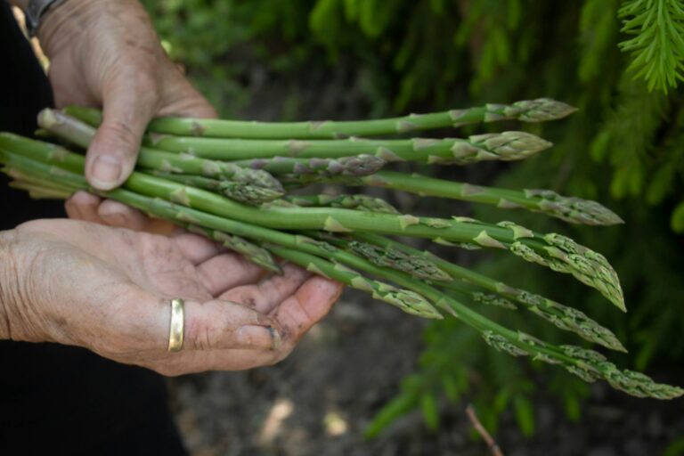 Asparagi, il Veneto torna sopra le 13mila tonnellate: primato italiano per produzione e superfici