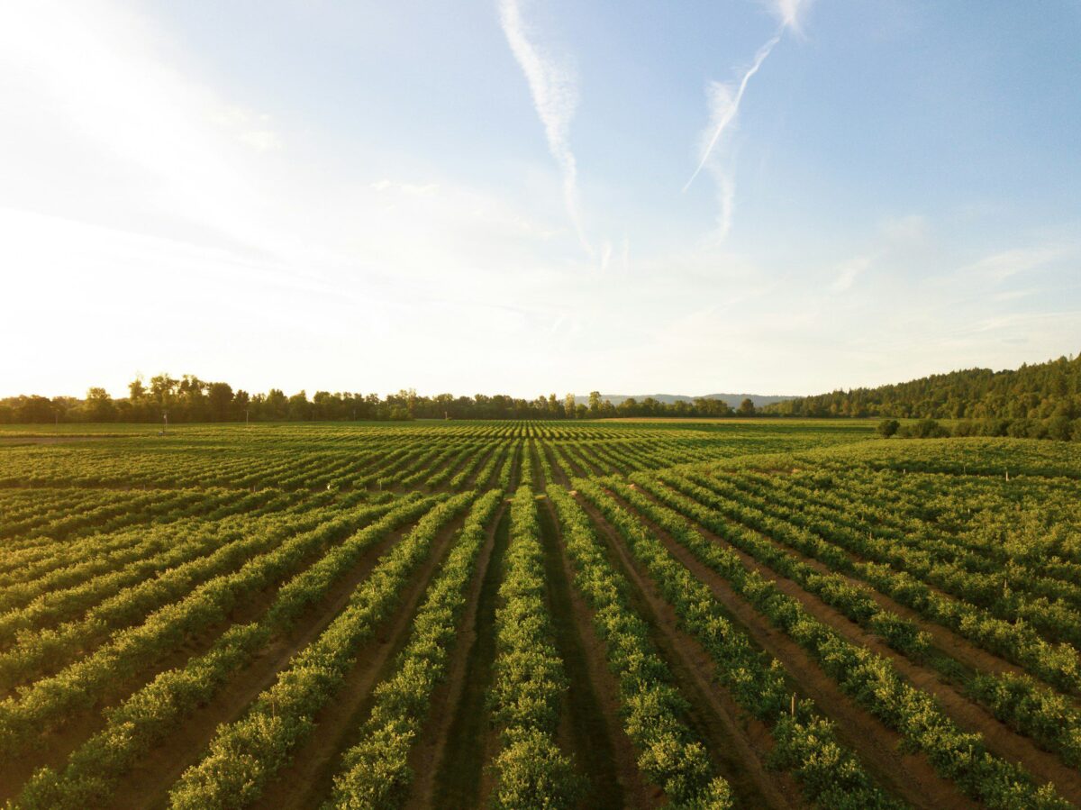 Campo Agricolo