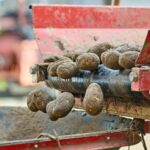 Quando e come si piantano le patate: periodo, distanze e varietà