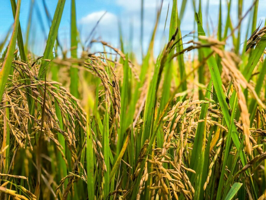 Riso, la CIA all’UE: «Correggere subito la clausola di salvaguardia, così è inutile»