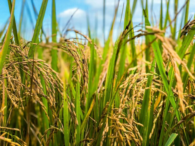 Riso, la CIA all’UE: «Correggere subito la clausola di salvaguardia, così è inutile»