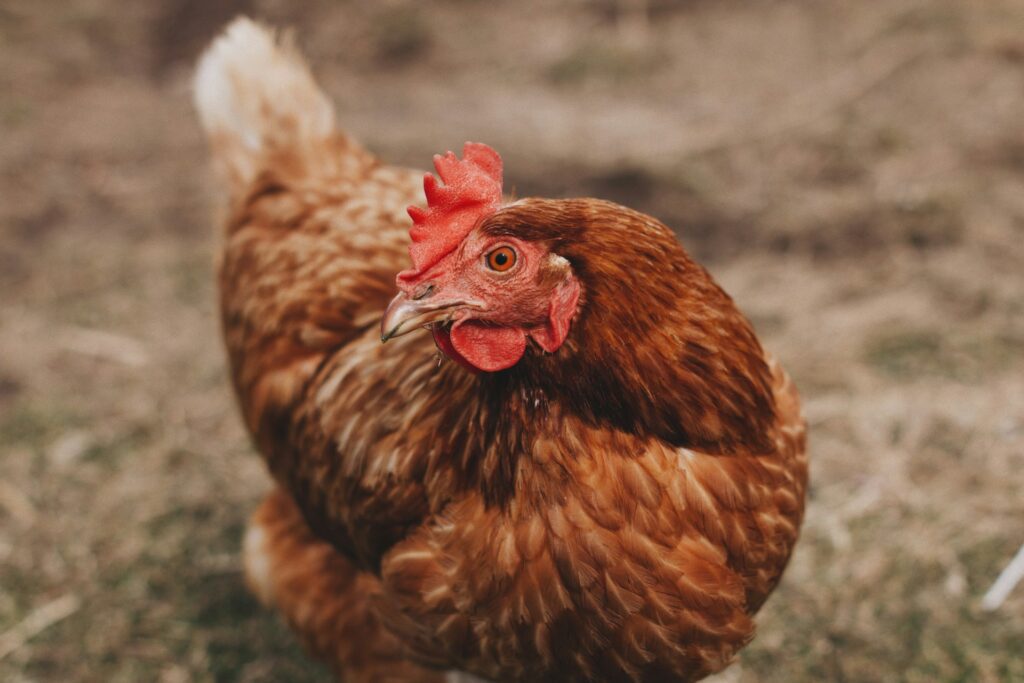 Quanto vive una gallina? Vita media e fattori che la influenzano