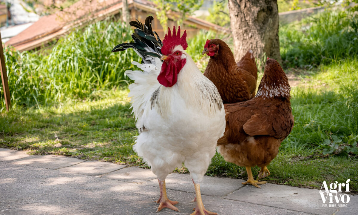 Gallina Ovaiola, razza sussex