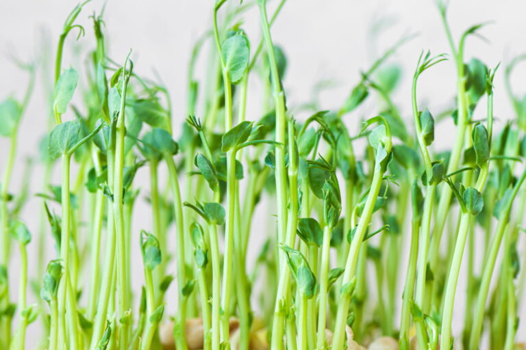 Differenza tra germogli e microgreens: una guida chiara
