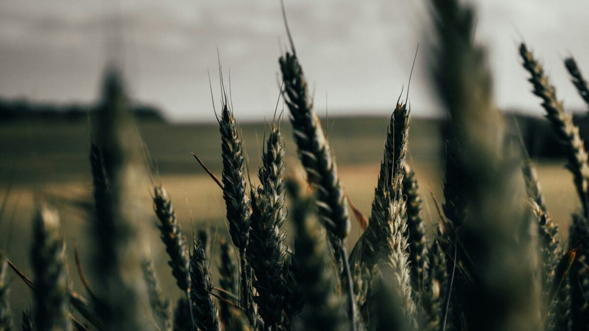 Grano Verde