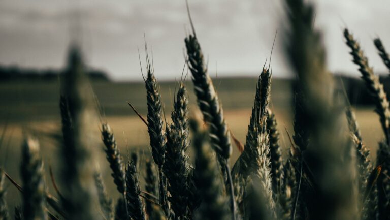 Agricoltura che rigenera il pianeta: a Vicenza il progetto Unesco contro la crisi climatica