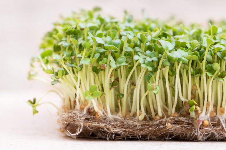 Microgreens: cosa sono e come coltivarli