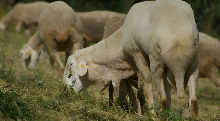 Pecora Laticauda: caratteristiche, allevamento e prezzo della (rara) razza campana dalla coda grassa