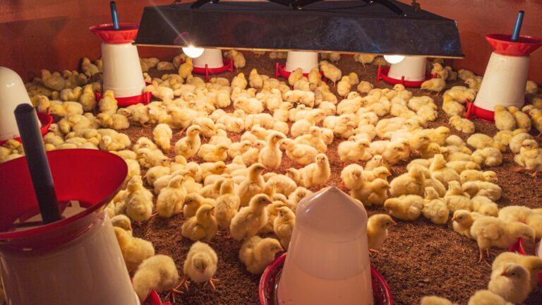 Periodo migliore per incubare uova di gallina: calendario, temperatura e consigli