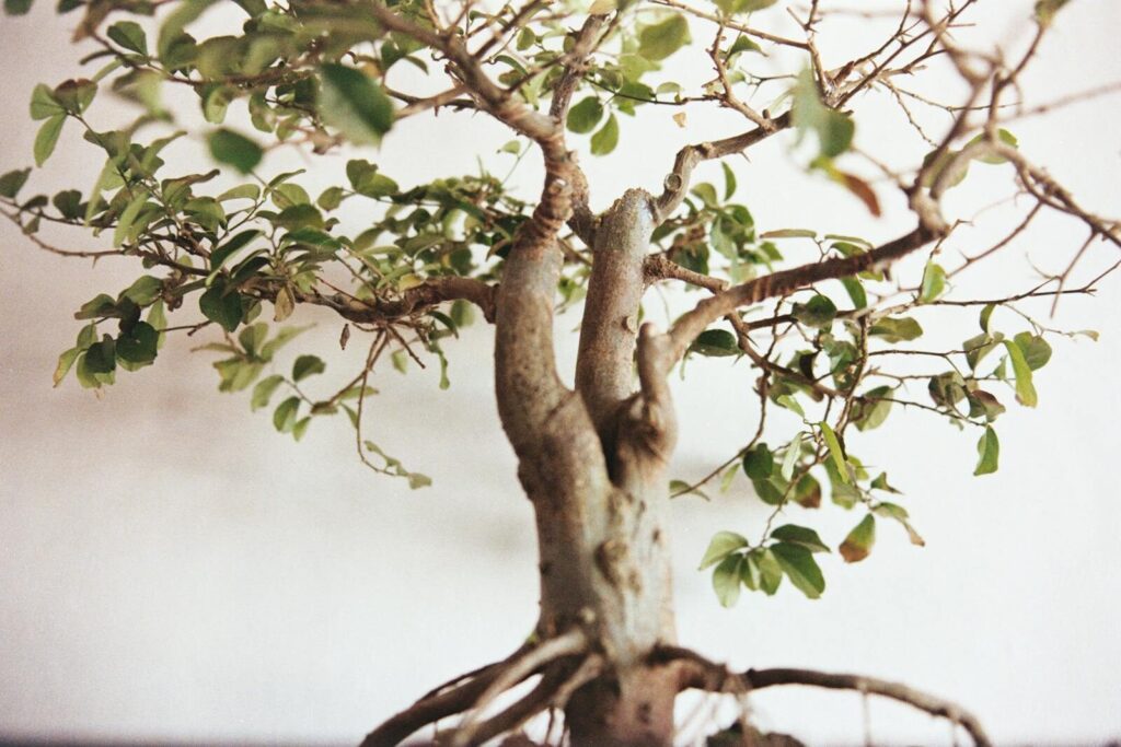 Bonsai da interno o da esterno: guida completa alla scelta e alle cure specifiche per ogni ambiente
