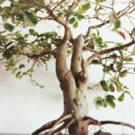 Bonsai da interno o da esterno: guida completa alla scelta e alle cure specifiche per ogni ambiente