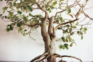 Bonsai da interno o da esterno: guida completa alla scelta e alle cure specifiche per ogni ambiente
