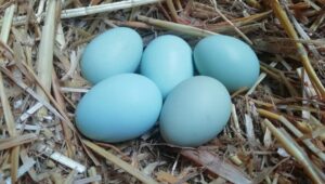 Gallina che fa le uova blu: razze, caratteristiche e come allevarla