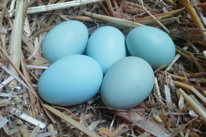 Gallina che fa le uova blu: razze, caratteristiche e come allevarla
