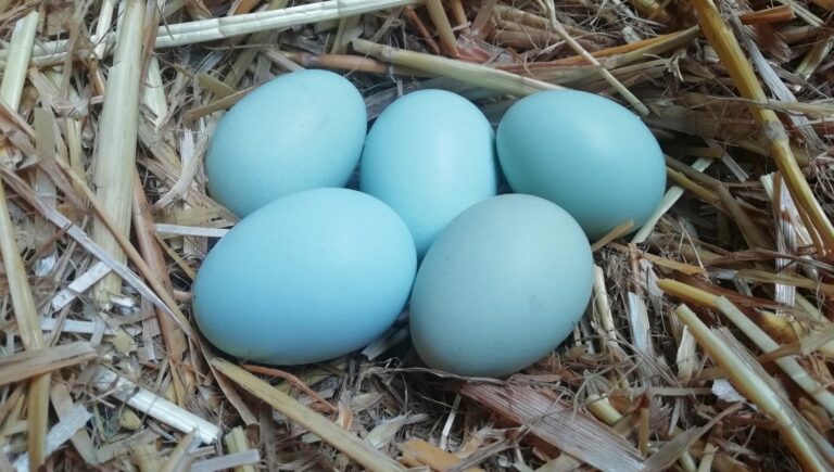 Gallina che fa le uova blu: razze, caratteristiche e come allevarla