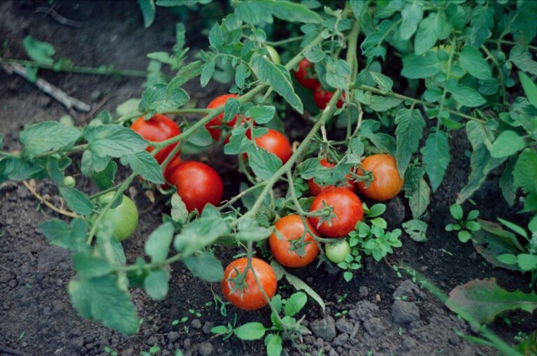 Quando piantare i pomodori: calendario completo per zona, varietà e tecnica per un raccolto perfetto
