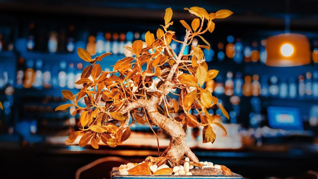 I 3 errori che stai facendo con il tuo bonsai (e che lo stanno uccidendo senza che tu lo sappia)