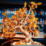 I 3 errori che stai facendo con il tuo bonsai (e che lo stanno uccidendo senza che tu lo sappia)