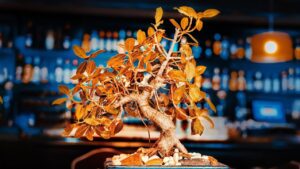 I 3 errori che stai facendo con il tuo bonsai (e che lo stanno uccidendo senza che tu lo sappia)