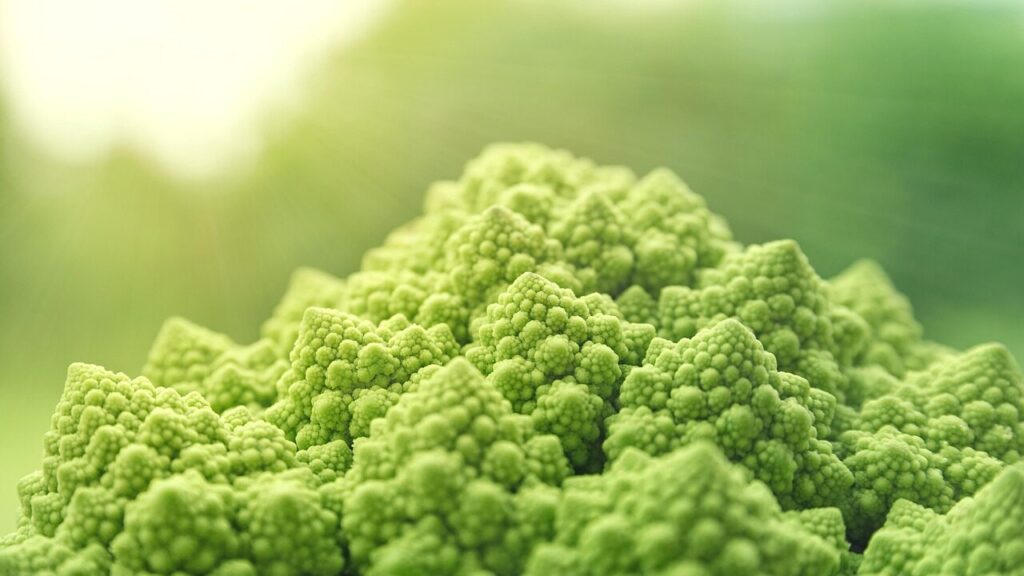 Vegan certificato non è più una nicchia: l’85% delle aziende ha più di 20 anni, ecco i dati di Tuttofood