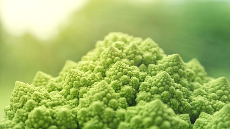 Vegan certificato non è più una nicchia: l’85% delle aziende ha più di 20 anni, ecco i dati di Tuttofood