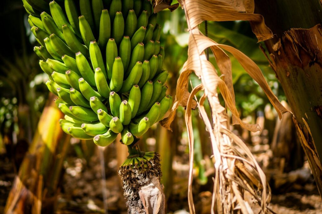 Banane su una pianta di Banano