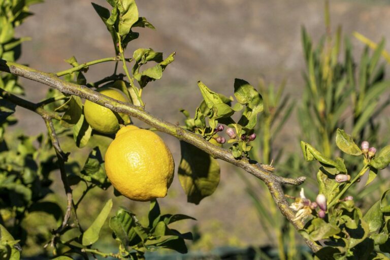Potatura del limone: quando farla, tecniche e consigli per ogni stagione