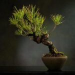 Potatura bonsai: la guida completa su tecniche, periodi e strumenti per modellare il tuo albero in miniatura