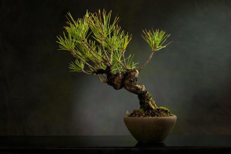 Potatura bonsai: la guida completa su tecniche, periodi e strumenti per modellare il tuo albero in miniatura