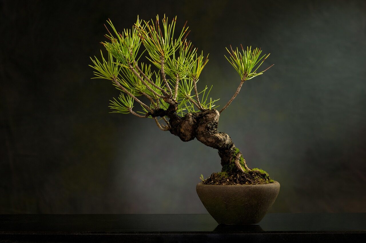 bonsai scissors $35000 Black Bonsai Trimming Scissors