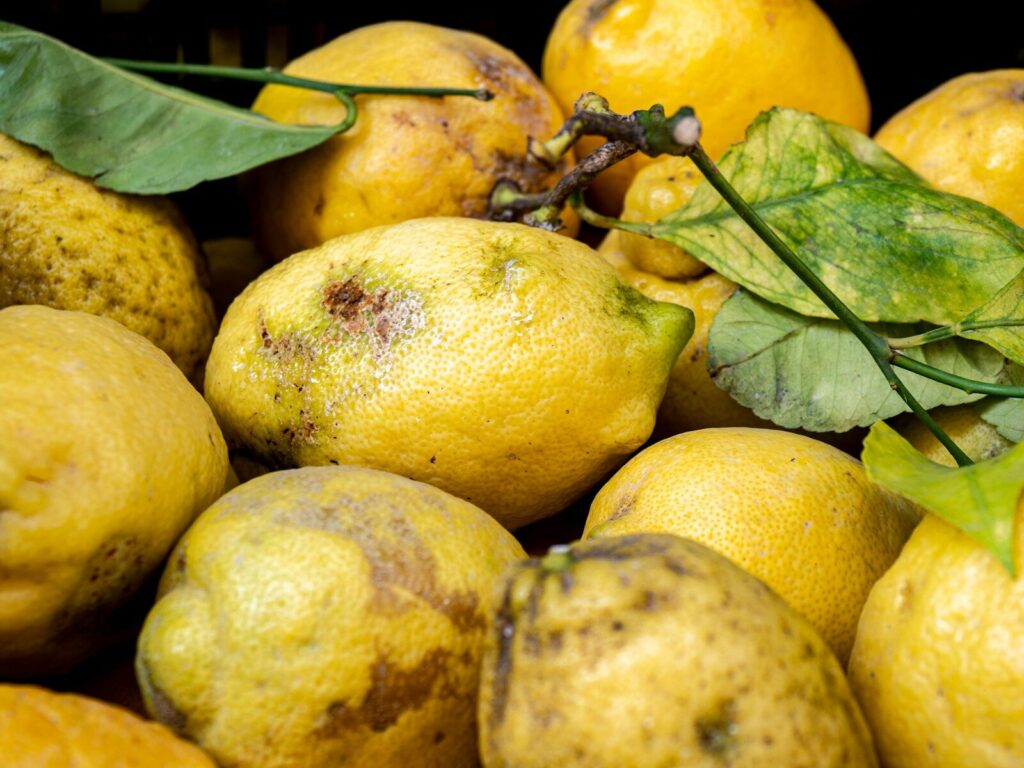 Malattie del limone: riconoscerle, curarle e prevenirle