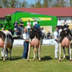 Arborea, 42ª Mostra della frisona: 121 animali, 18 allevamenti in concorso