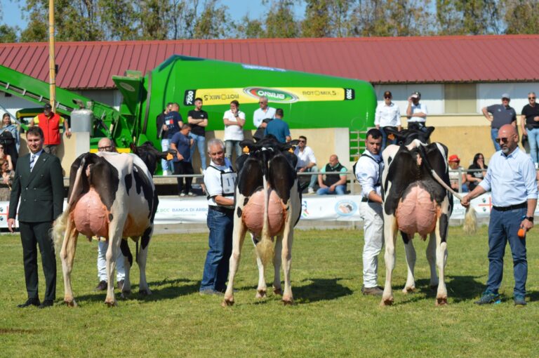 Arborea, 42ª Mostra della frisona: 121 animali, 18 allevamenti in concorso