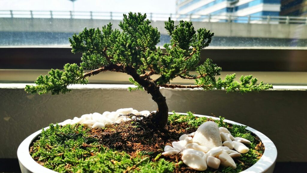 Perché nel 2026 tutti rallentano con un bonsai tra le mani (e non è solo una moda)