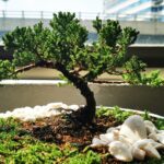 Perché nel 2026 tutti rallentano con un bonsai tra le mani (e non è solo una moda)