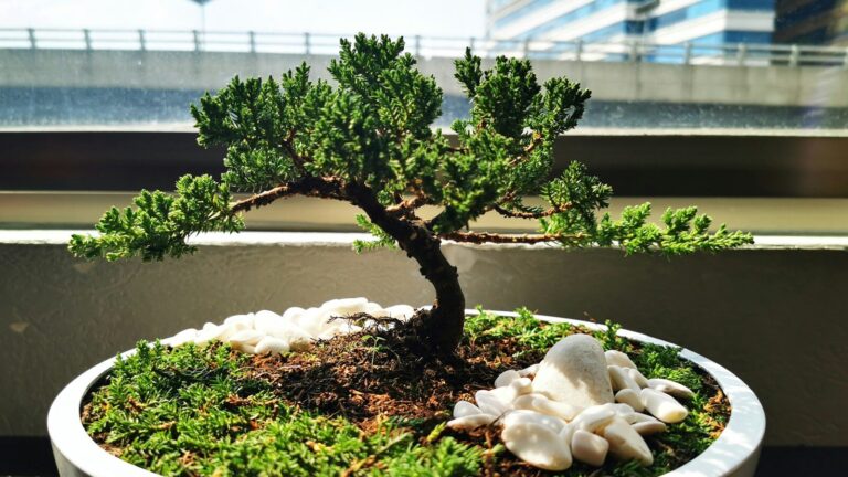 Perché nel 2026 tutti rallentano con un bonsai tra le mani (e non è solo una moda)