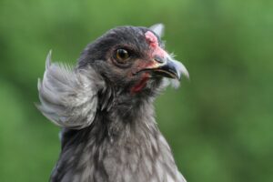Gallina Araucana: la guida completa sulla razza dalle uova blu (caratteristiche, allevamento e prezzo)