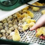 Incubatrice per uova: la guida completa per sceglierla, usarla e ottenere una schiusa perfetta