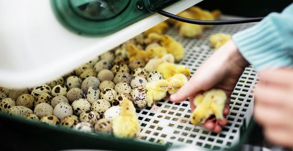 Incubatrice per uova: la guida completa per sceglierla, usarla e ottenere una schiusa perfetta