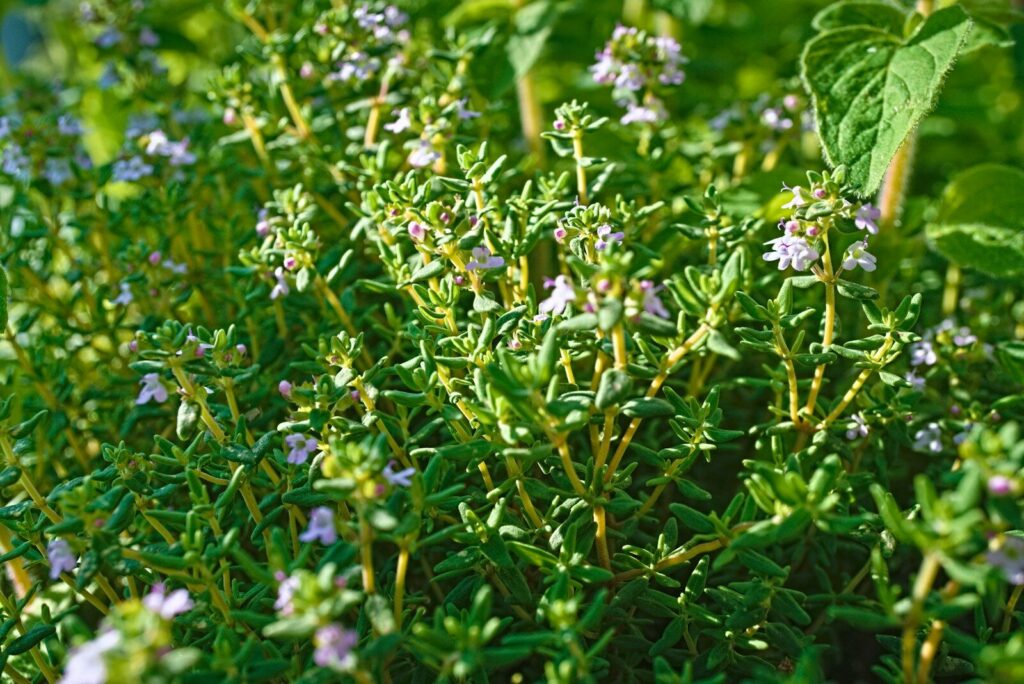Piante aromatiche: elenco completo, suddivisione per durata e guida alla coltivazione