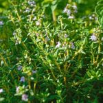 Piante aromatiche: elenco completo, suddivisione per durata e guida alla coltivazione