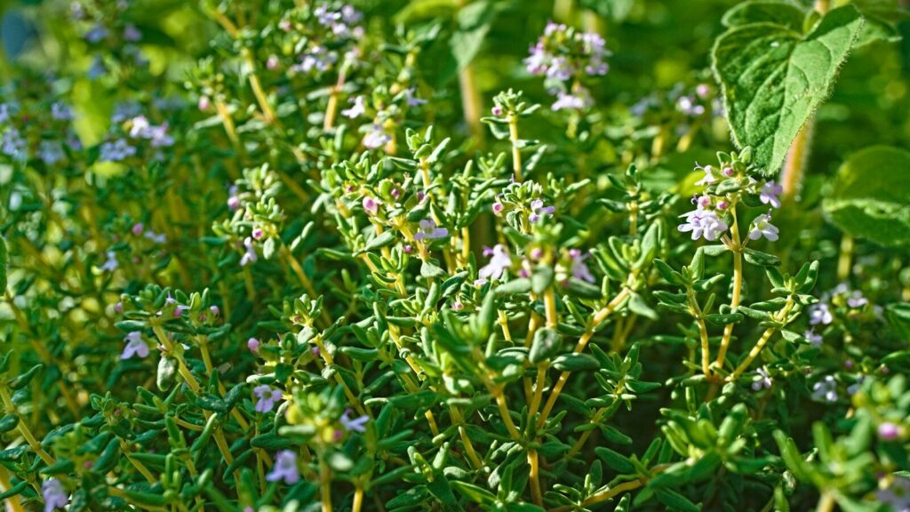 Piante aromatiche: elenco completo, suddivisione per durata e guida alla coltivazione
