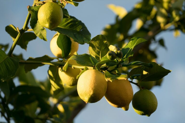 Dottori agronomi e forestali, la professione cambia: più giovani e donne