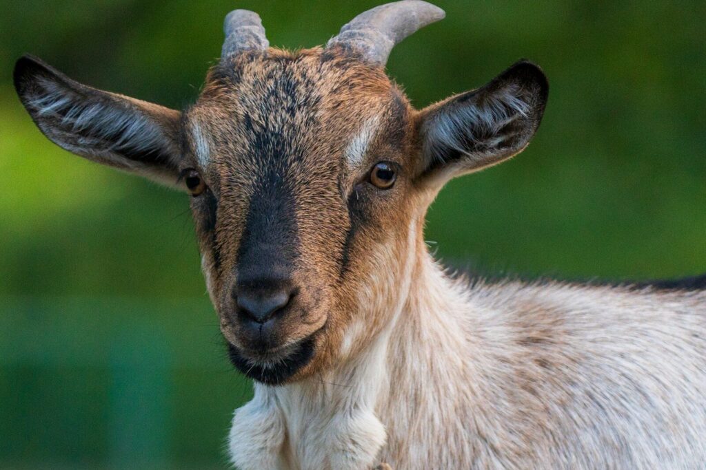 Come si chiama il maschio della pecora: ariete, montone e tutto quello che devi sapere