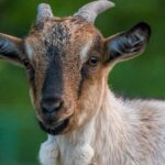 Come si chiama il maschio della pecora: ariete, montone e tutto quello che devi sapere
